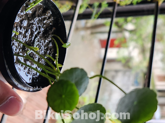 Coin Plant (8 leaf, 4 buds)